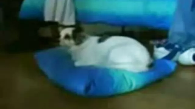 Follada brutalmente ancianas penetradas a una perra en la boca